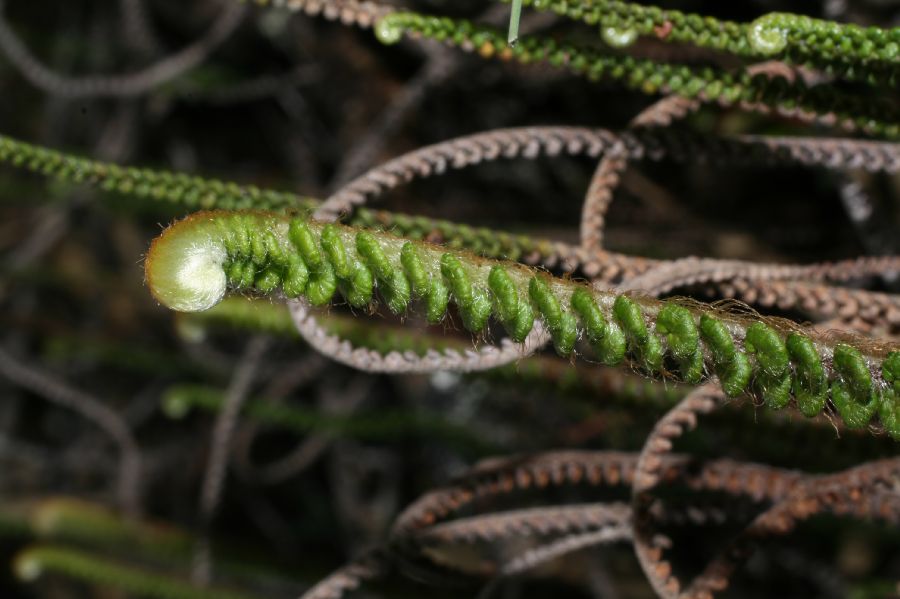 Pteridaceae Jamesonia alstonii