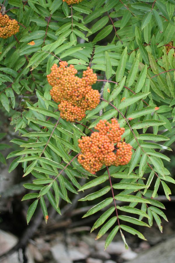 Rosaceae Sorbus 
