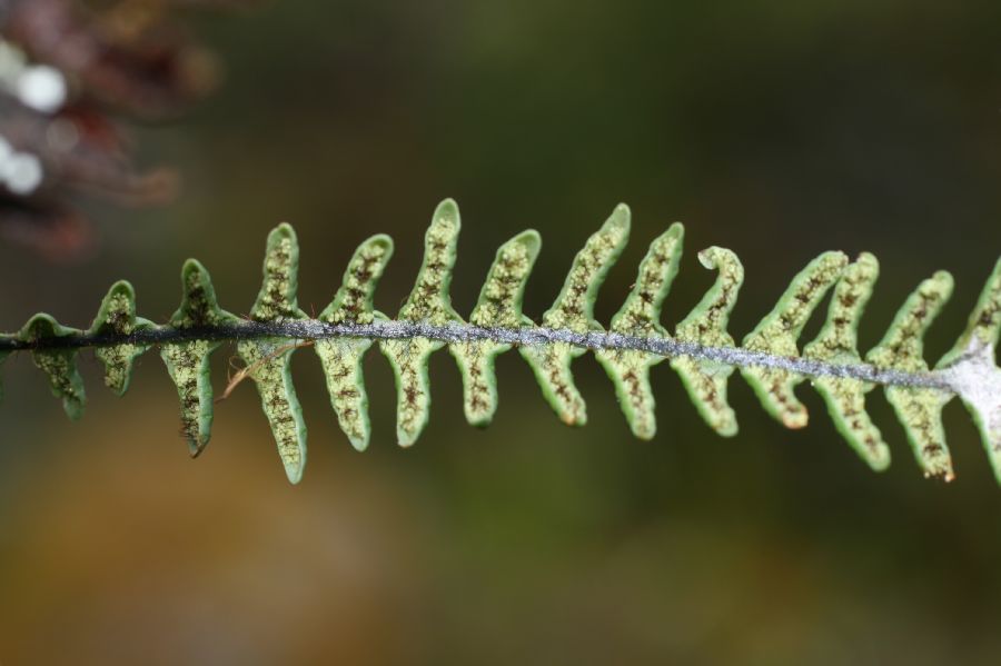 Grammitidaceae Melpomene pilosissima