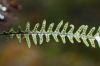 image of Melpomene pilosissima