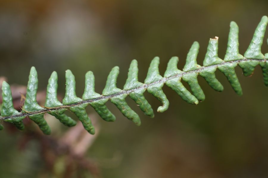 Grammitidaceae Melpomene pilosissima