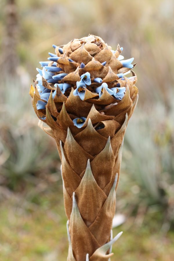 Bromeliaceae Puya dasylirioides