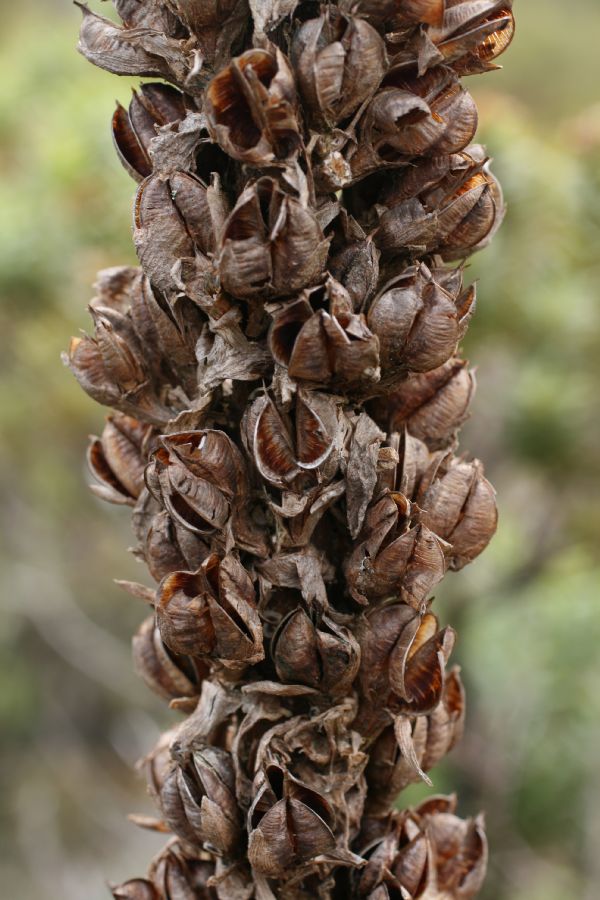 Bromeliaceae Puya dasylirioides