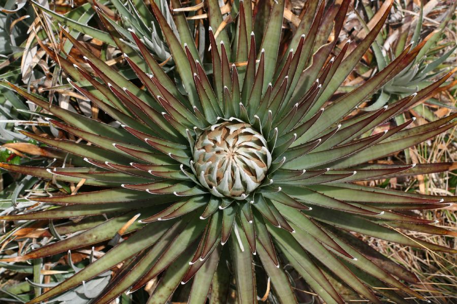 Bromeliaceae Puya dasylirioides
