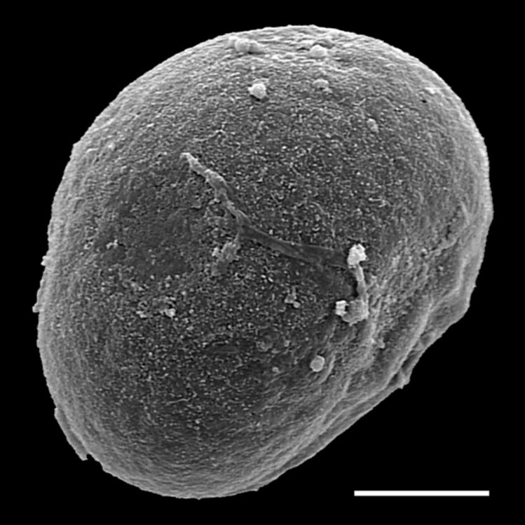 Blechnaceae Doodia caudata