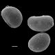 image of Doodia caudata