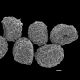 image of Lomariocycas colombiensis