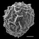 image of Parablechnum ambiguum