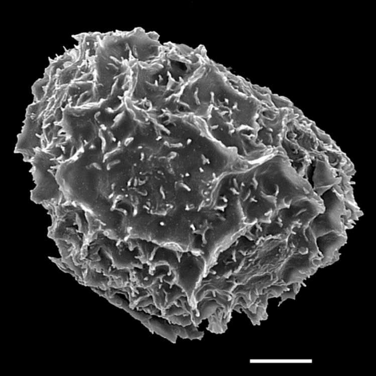 Blechnaceae Parablechnum ambiguum