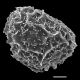 image of Parablechnum ambiguum
