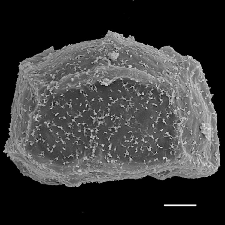 Blechnaceae Parablechnum lima