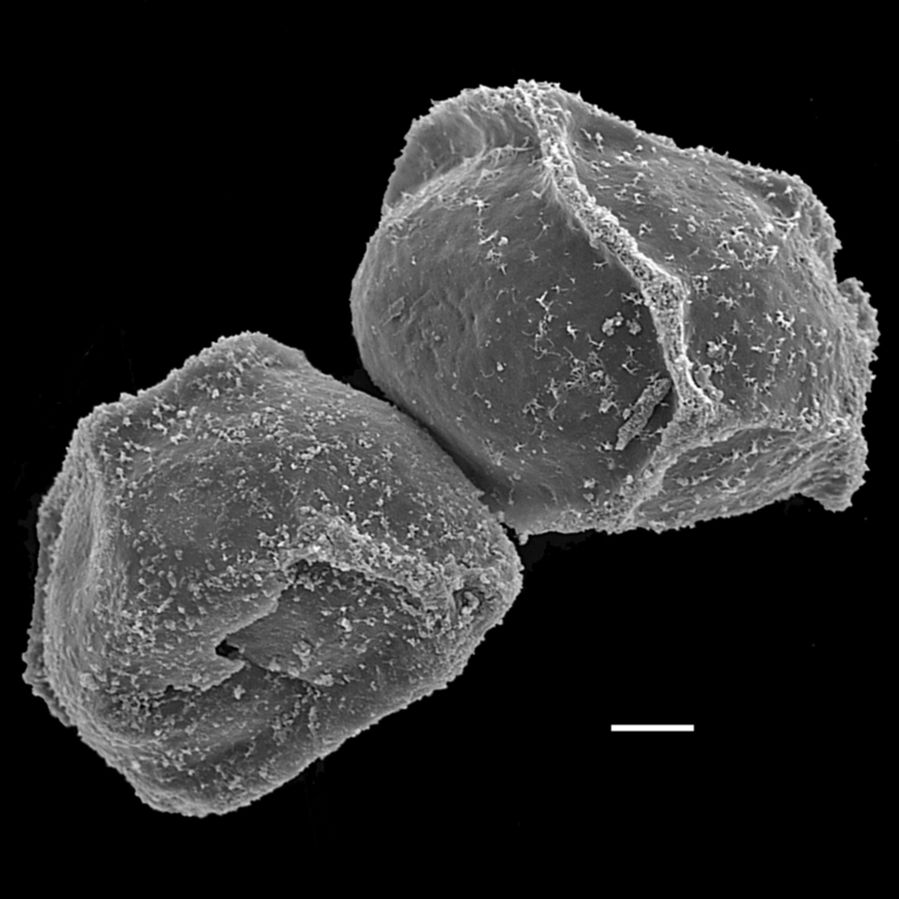 Blechnaceae Parablechnum lima