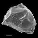 image of Parablechnum stipitellatum