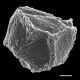 image of Parablechnum stipitellatum
