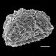 image of Parablechnum watsii