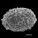 image of Parablechnum watsii