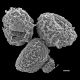 image of Parablechnum watsii