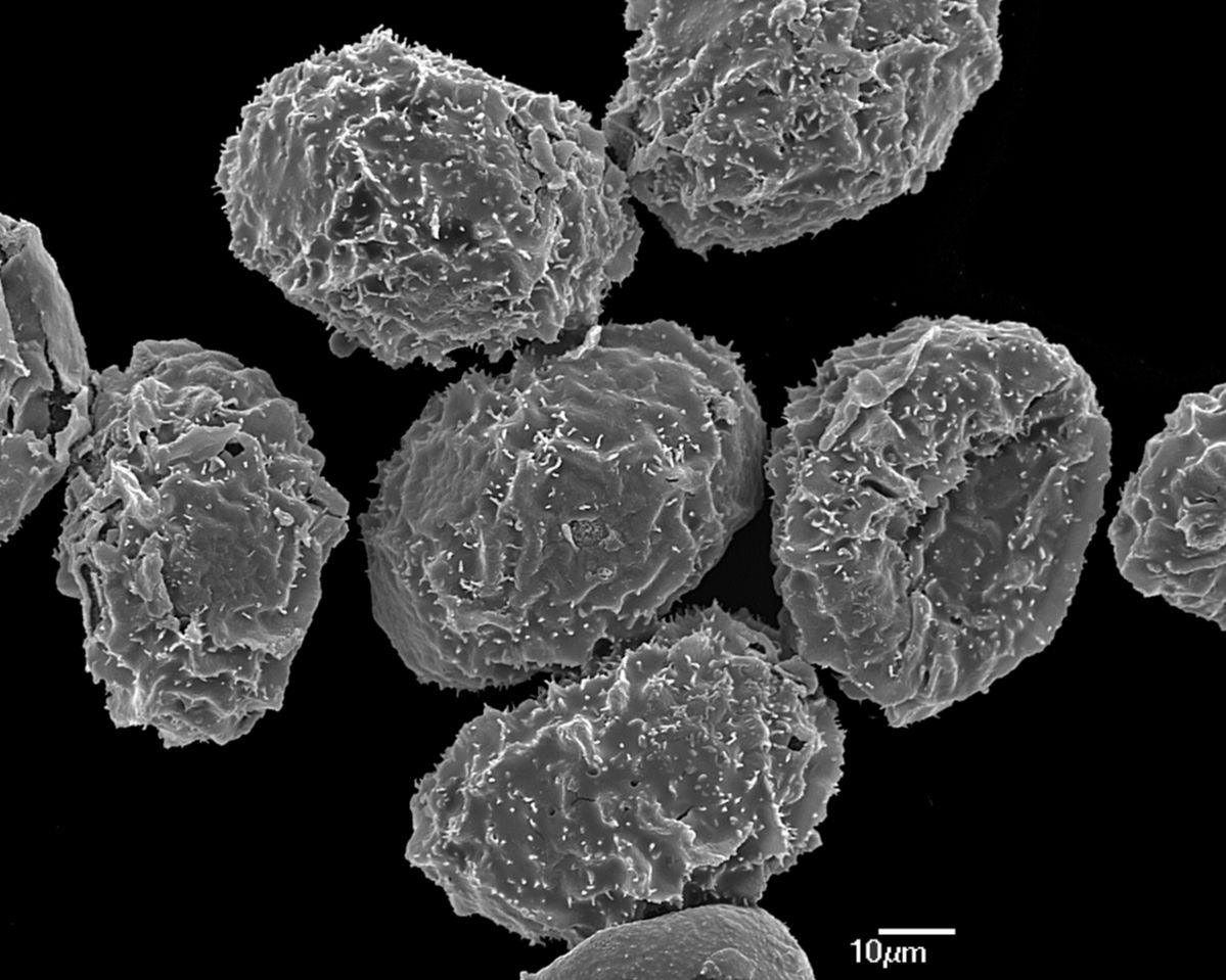 Blechnaceae Parablechnum watsii