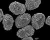image of Parablechnum watsii