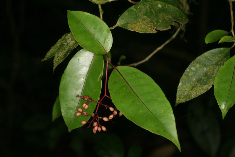 Nyctaginaceae Neea 