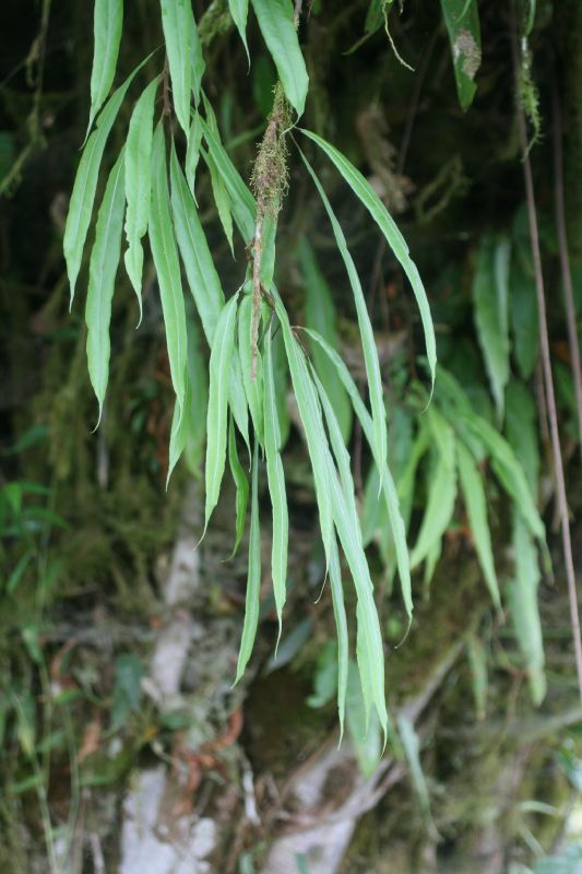 Oleandraceae Oleandra costaricensis