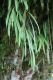 image of Oleandra costaricensis
