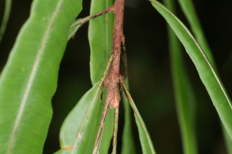 Oleandraceae Oleandra costaricensis