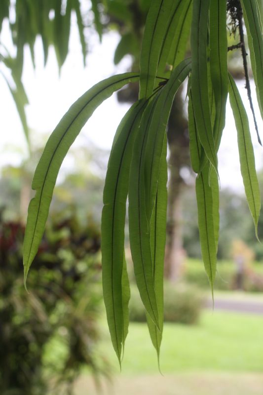Oleandraceae Oleandra costaricensis