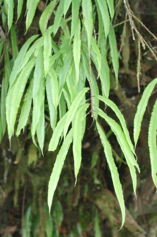 Oleandraceae Oleandra costaricensis