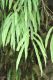 image of Oleandra costaricensis