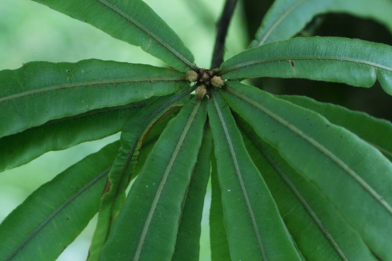 Oleandraceae Oleandra decurrens