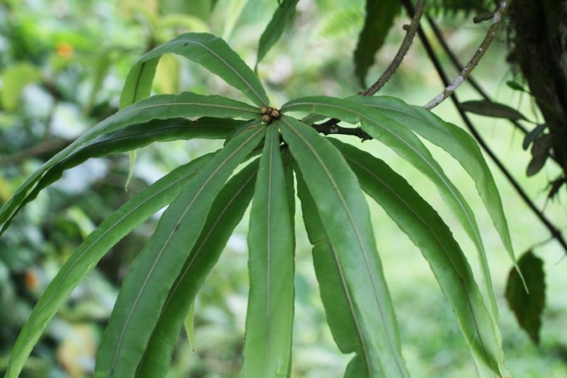 Oleandraceae Oleandra decurrens