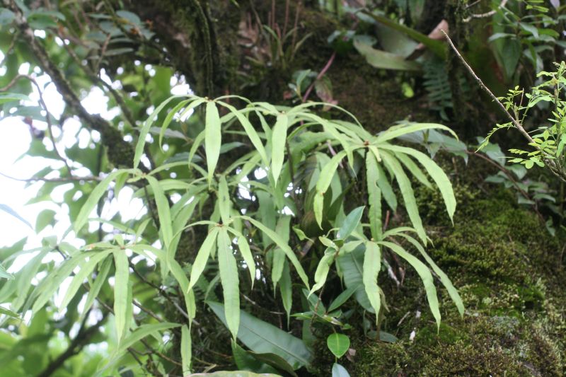 Oleandraceae Oleandra decurrens