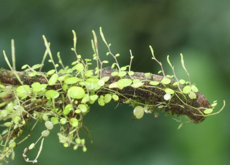 Piperaceae Peperomia emarginata