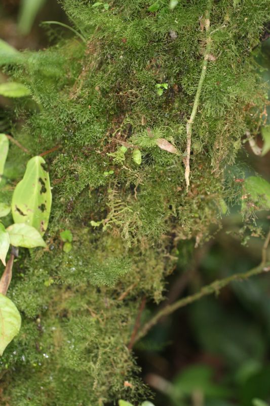 Hymenophyllaceae Polyphlebium capillaceum