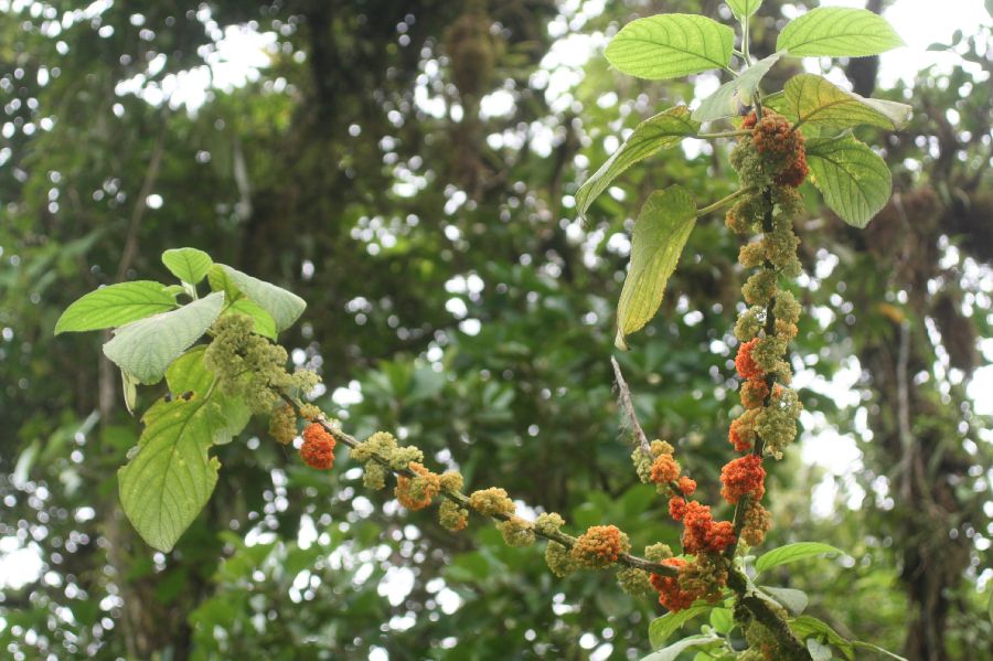 Urticaceae Urera alceifolia