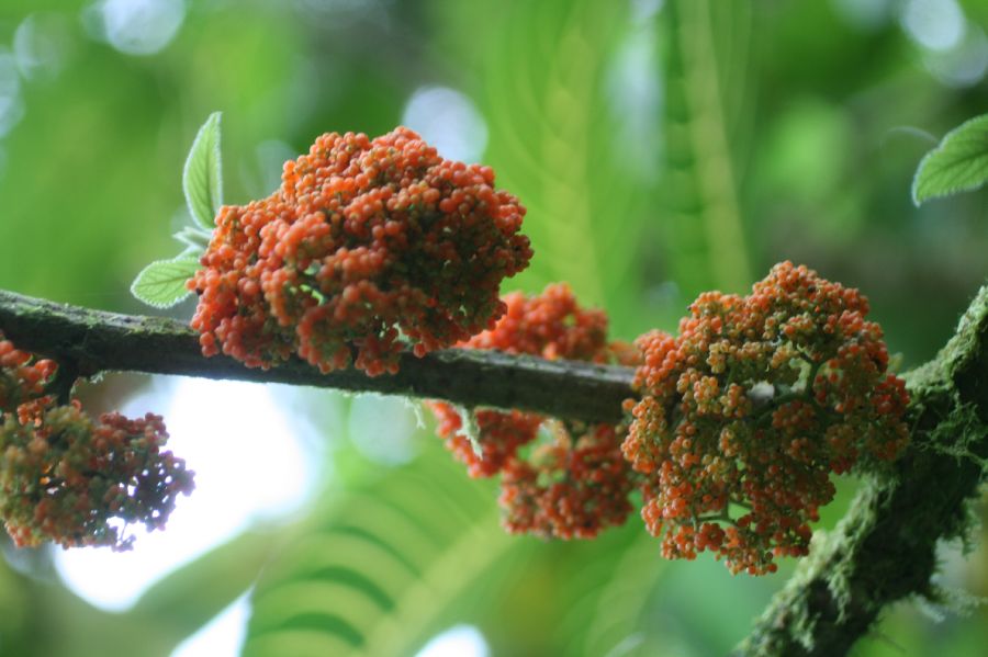 Urticaceae Urera alceifolia