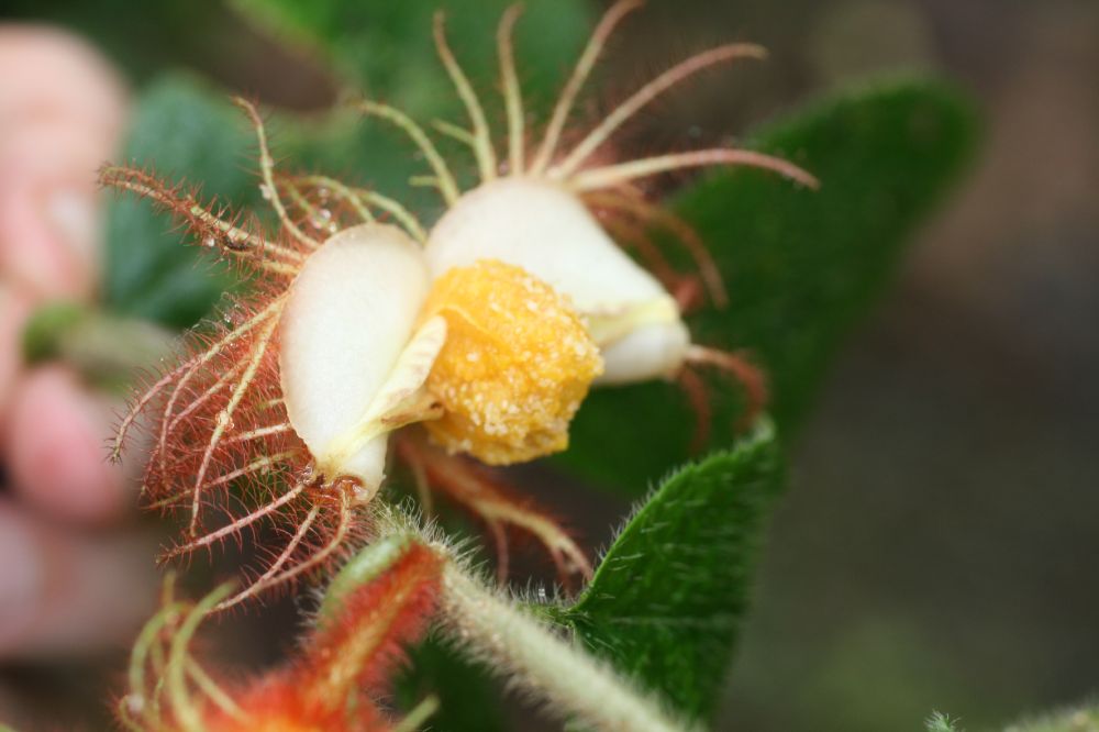 Gesneriaceae Drymonia 