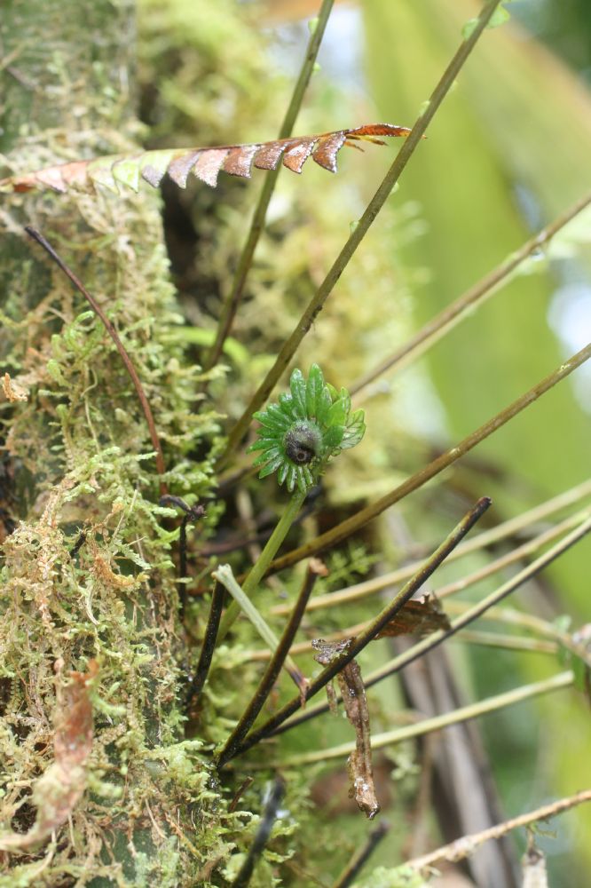 Blechnaceae Lomaridium fragile