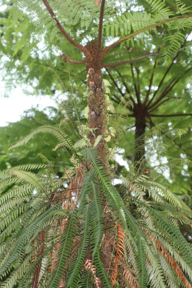 Blechnaceae Lomaridium fragile