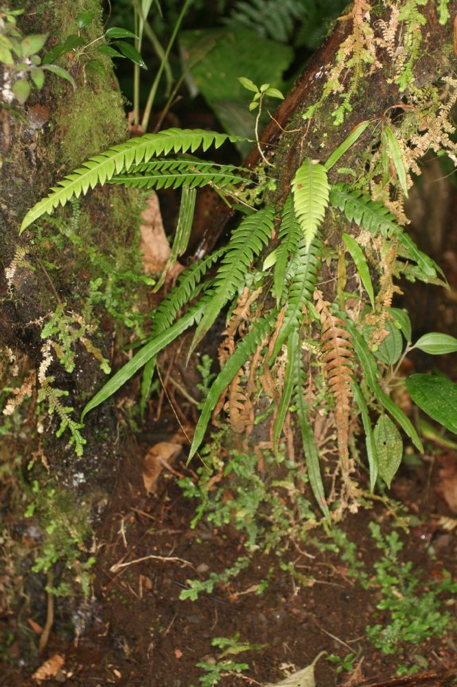 Blechnaceae Lomaridium fragile