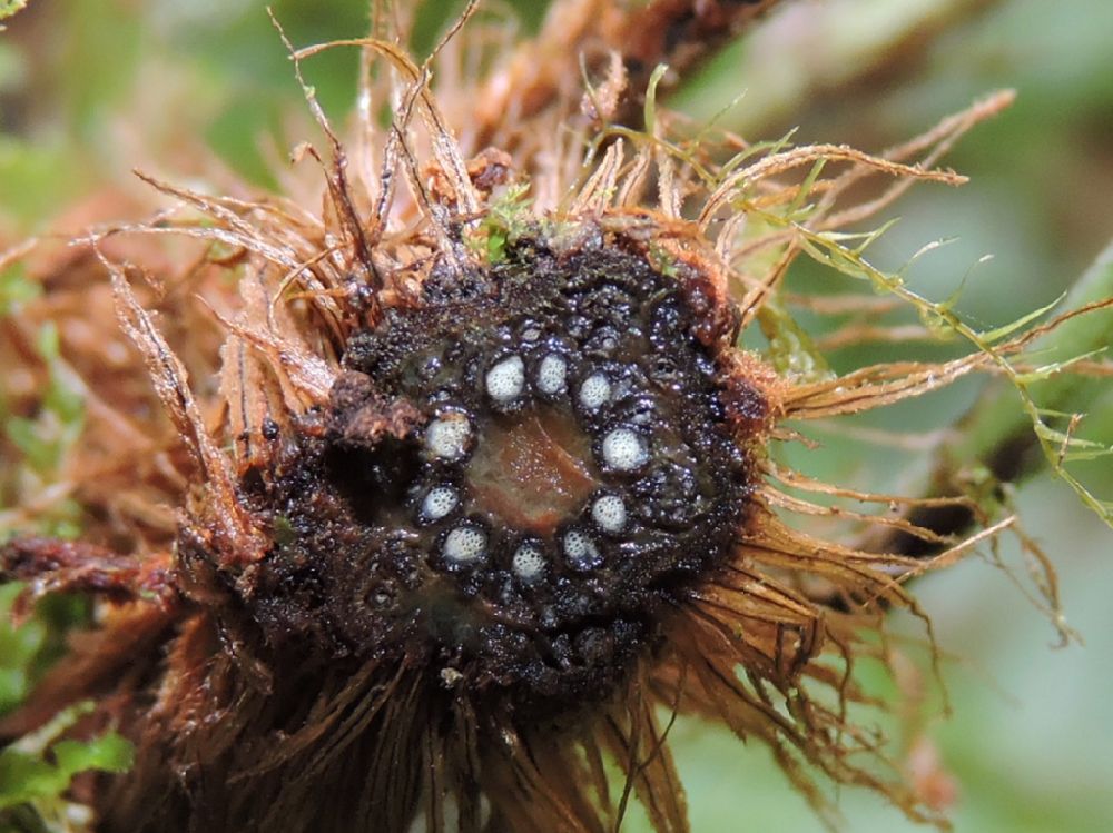 Blechnaceae Lomaridium fragile