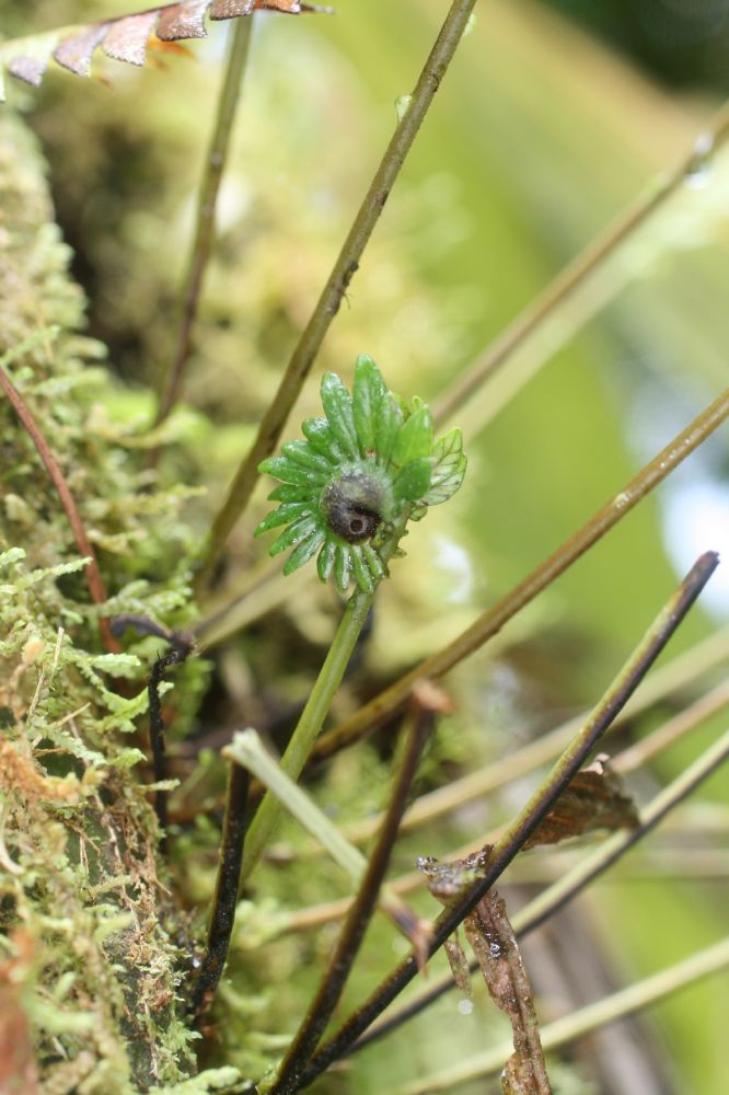 Blechnaceae Lomaridium fragile