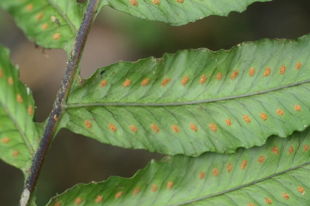 Polypodiaceae Pecluma dulcis