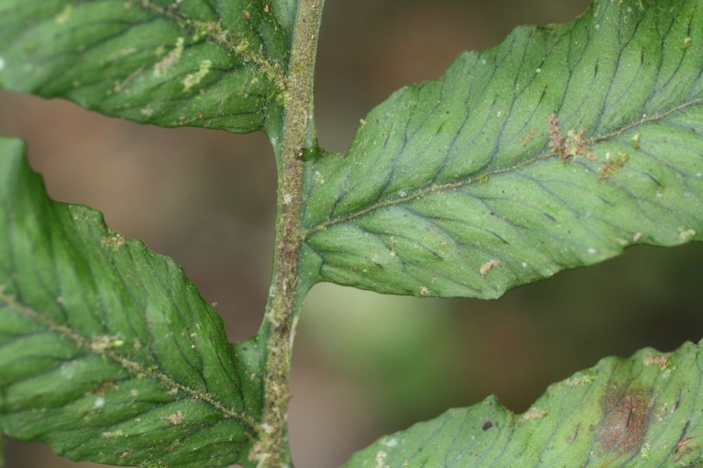 Polypodiaceae Pecluma dulcis