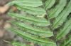 image of Pecluma dulcis
