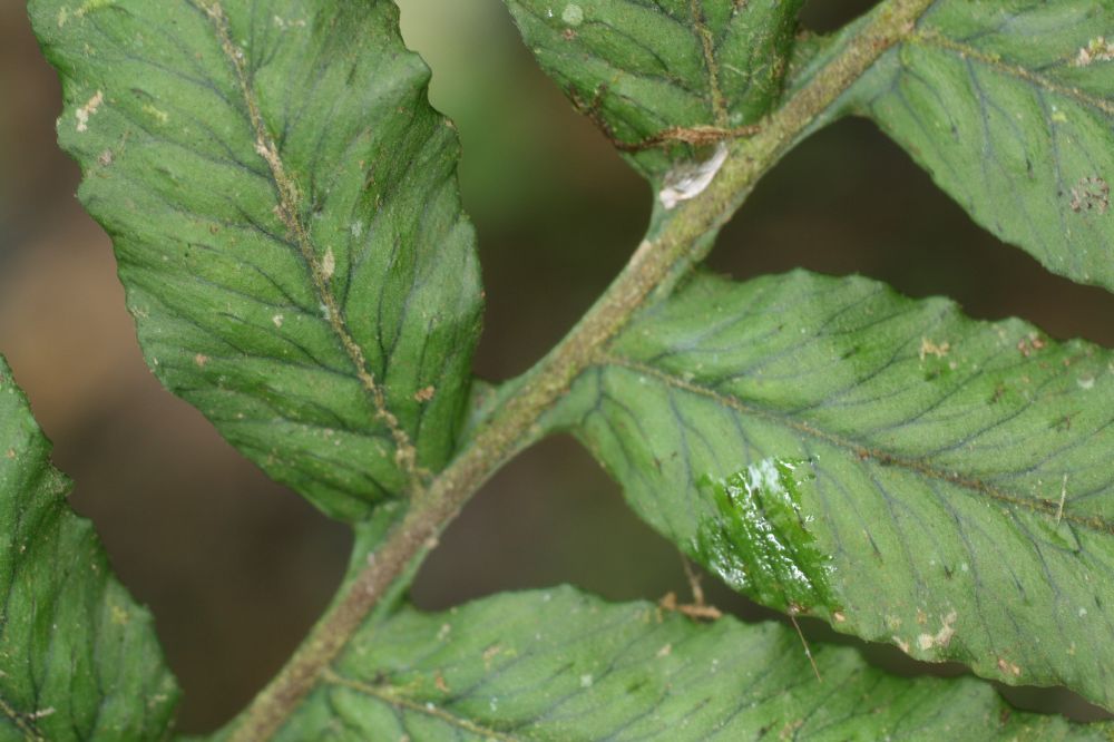 Polypodiaceae Pecluma dulcis