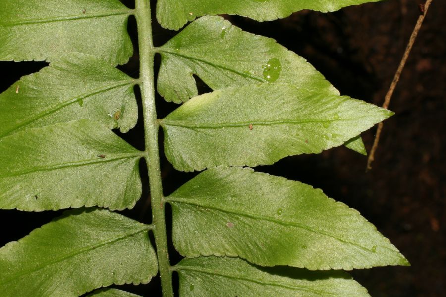 Aspleniaceae Asplenium hastatum