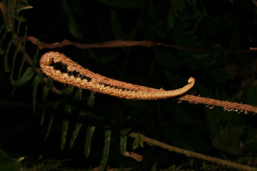 Blechnaceae Parablechnum stipitellatum