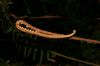 image of Parablechnum stipitellatum